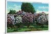 Rochester, New York - Highland Park Lilacs in Bloom-Lantern Press-Stretched Canvas