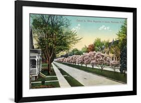 Rochester, New York - Oxford Street White Magnolias in Bloom-Lantern Press-Framed Premium Giclee Print