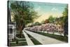 Rochester, New York - Oxford Street White Magnolias in Bloom-Lantern Press-Stretched Canvas