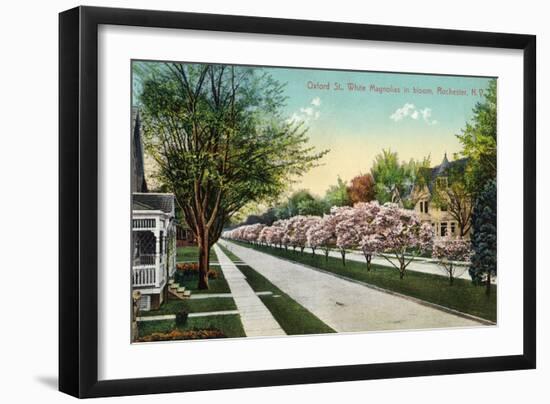 Rochester, New York - Oxford Street White Magnolias in Bloom-Lantern Press-Framed Art Print