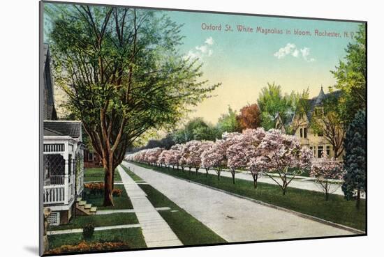 Rochester, New York - Oxford Street White Magnolias in Bloom-Lantern Press-Mounted Art Print