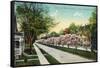 Rochester, New York - Oxford Street White Magnolias in Bloom-Lantern Press-Framed Stretched Canvas