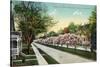 Rochester, New York - Oxford Street White Magnolias in Bloom-Lantern Press-Stretched Canvas