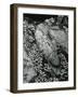 Rock and Botanicals, California, 1955-Brett Weston-Framed Photographic Print