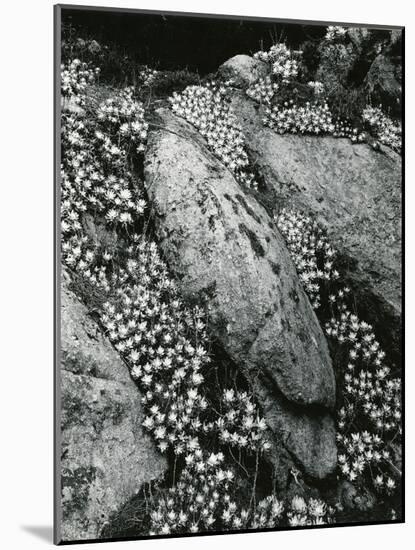 Rock and Botanicals, California, 1955-Brett Weston-Mounted Photographic Print