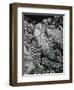 Rock and Botanicals, California, 1955-Brett Weston-Framed Photographic Print