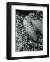 Rock and Botanicals, California, 1955-Brett Weston-Framed Photographic Print