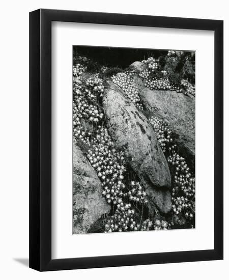 Rock and Botanicals, California, 1955-Brett Weston-Framed Photographic Print