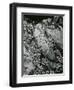 Rock and Botanicals, California, 1955-Brett Weston-Framed Photographic Print