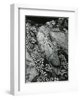 Rock and Botanicals, California, 1955-Brett Weston-Framed Photographic Print