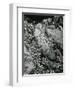 Rock and Botanicals, California, 1955-Brett Weston-Framed Photographic Print