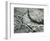 Rock and Kelp, c.1940-Brett Weston-Framed Photographic Print