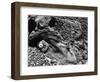 Rock and Pebbles, 1939-Brett Weston-Framed Photographic Print