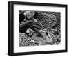 Rock and Pebbles, 1939-Brett Weston-Framed Photographic Print