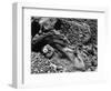 Rock and Pebbles, 1939-Brett Weston-Framed Photographic Print