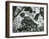 Rock and Pebbles, 1970-Brett Weston-Framed Premium Photographic Print