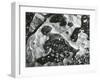 Rock and Pebbles, 1970-Brett Weston-Framed Premium Photographic Print