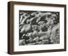 Rock and Pebbles, c.1950-Brett Weston-Framed Photographic Print