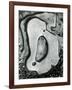 Rock and Pebbles, California, 1959-Brett Weston-Framed Photographic Print