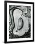 Rock and Pebbles, California, 1959-Brett Weston-Framed Photographic Print