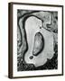 Rock and Pebbles, California, 1959-Brett Weston-Framed Premium Photographic Print