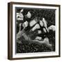 Rock and Pebbles, Pebble Beach, California, 1976-Brett Weston-Framed Photographic Print