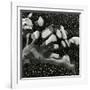 Rock and Pebbles, Pebble Beach, California, 1976-Brett Weston-Framed Photographic Print