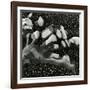 Rock and Pebbles, Pebble Beach, California, 1976-Brett Weston-Framed Photographic Print