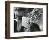 Rock and Water, c. 1965-Brett Weston-Framed Photographic Print