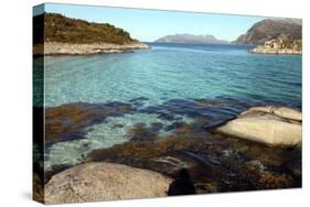 Rock and Weed in Harbour at Gasvaer, Kvalfjord, Troms, North Norway, Norway, Scandinavia, Europe-David Lomax-Stretched Canvas