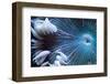 Rock Anemone-harmonia101-Framed Photographic Print