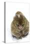 Rock Ape Adult and Baby-null-Stretched Canvas