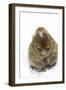 Rock Ape Adult and Baby-null-Framed Photographic Print