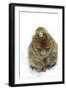 Rock Ape Adult and Baby-null-Framed Photographic Print