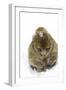 Rock Ape Adult and Baby-null-Framed Photographic Print