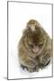 Rock Ape Adult and Baby-null-Mounted Photographic Print