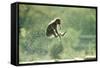 Rock Ape Leaping-null-Framed Stretched Canvas