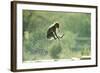 Rock Ape Leaping-null-Framed Photographic Print