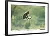 Rock Ape Leaping-null-Framed Photographic Print