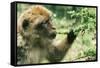 Rock Ape Licking-null-Framed Stretched Canvas