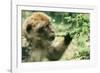 Rock Ape Licking-null-Framed Photographic Print