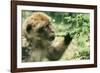 Rock Ape Licking-null-Framed Photographic Print