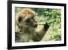 Rock Ape Licking-null-Framed Photographic Print