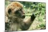 Rock Ape Licking-null-Mounted Photographic Print