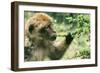 Rock Ape Licking-null-Framed Photographic Print