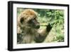 Rock Ape Licking-null-Framed Photographic Print