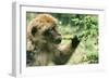 Rock Ape Licking-null-Framed Photographic Print