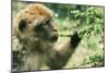 Rock Ape Licking-null-Mounted Photographic Print
