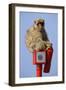 Rock Ape Sitting-null-Framed Photographic Print