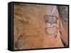 Rock Art, Rhinos, Tsodilo Hills, Ngamiland, Botswana, Africa.-Patrick Dieudonne-Framed Stretched Canvas